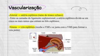Vascularização
-Arterial → artéria esplênica (ramo do tronco celíaco);
- Entre as camadas do ligamento esplenorrenal, a artéria esplênica divide-se em
cinco ou mais ramos que entram no hilo esplênico;
-Venosa → veia esplênica (recebe a VMI e se junta com a VMS para formar a
veia porta);
 