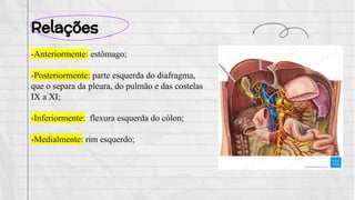 Relações
-Anteriormente: estômago;
-Posteriormente: parte esquerda do diafragma,
que o separa da pleura, do pulmão e das costelas
IX a XI;
-Inferiormente: flexura esquerda do cólon;
-Medialmente: rim esquerdo;
 