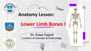 Dr. Eman Nageeb
Lecturer of Anatomy & Embryology
Anatomy Lesson:
Lower Limb Bones I
 