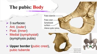 Post Pubesc Anatomy Lesson_ LL1-2202-23.pdf