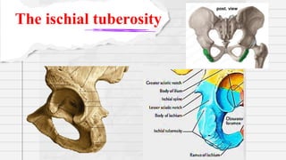 Tuberosity In Bone Anatomy Lesson_ LL1-2202-23.pdf