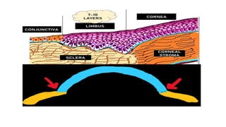 Limbus Lab ANATOMY LIMBUS comprehensive ophthalmology .pptx