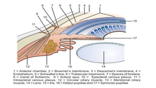 Limbus Tissue ANATOMY LIMBUS comprehensive ophthalmology .pptx