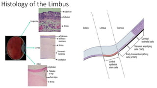 Limbus Lab ANATOMY LIMBUS comprehensive ophthalmology .pptx
