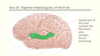 Area 22 - Superior temporal gyrus, of which the
Caudal part of
this area
contains the
Wernicke's
area
Complex
Sound
processing
 