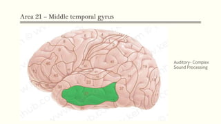 Area 21 – Middle temporal gyrus
Auditory- Complex
Sound Processing
 