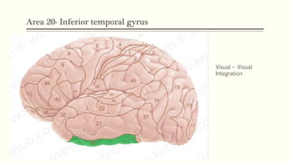 Area 20- Inferior temporal gyrus
Visual – Visual
Integration
 