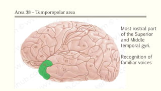 Area 38 – Temporopolar area
Most rostral part
of the Superior
and Middle
temporal gyri.
Recognition of
familiar voices
 