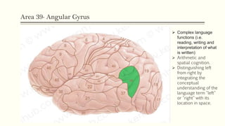 Area 39- Angular Gyrus
 Complex language
functions (i.e.
reading, writing and
interpretation of what
is written)
 Arithmetic and
spatial cognition.
 Distinguishing left
from right by
integrating the
conceptual
understanding of the
language term "left"
or "right" with its
location in space.
 