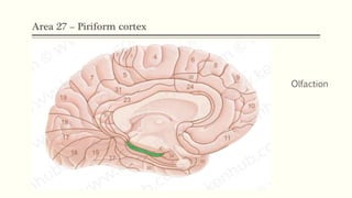 Area 27 – Piriform cortex
Olfaction
 