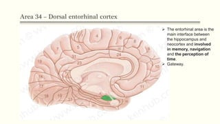 Area 34 – Dorsal entorhinal cortex
 The entorhinal area is the
main interface between
the hippocampus and
neocortex and involved
in memory, navigation
and the perception of
time.
 Gateway.
 