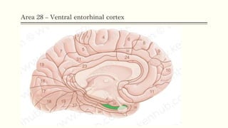 Area 28 – Ventral entorhinal cortex
 