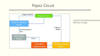 Papez Circuit
Control of emotional expression
Memory storage
 