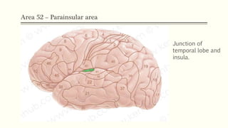 Area 52 – Parainsular area
Junction of
temporal lobe and
insula.
 