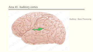 Area 41- Auditory cortex
Auditory - Basic Processing
 
