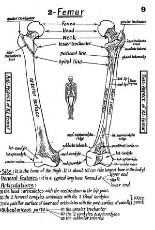 Anatomy of the Lower Limb Sameh Doss (1).pdf