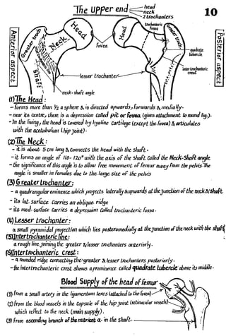 Anatomy of the Lower Limb Sameh Doss (1).pdf