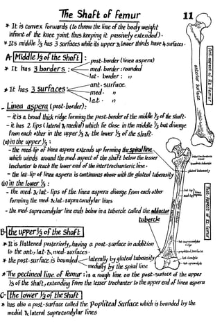 Anatomy of the Lower Limb Sameh Doss (1).pdf