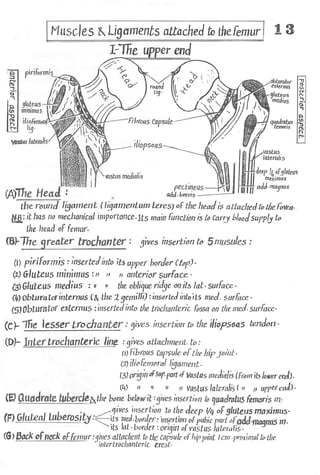 Anatomy of the Lower Limb Sameh Doss (1).pdf