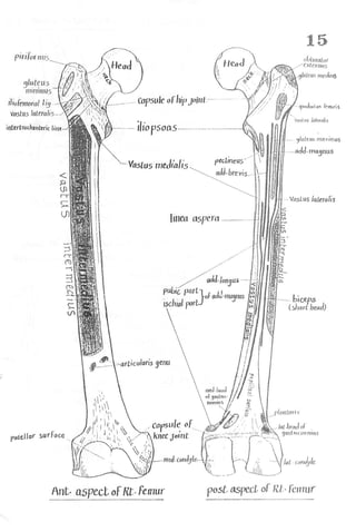 Anatomy of the Lower Limb Sameh Doss (1).pdf