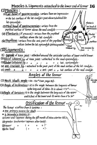 Anatomy of the Lower Limb Sameh Doss (1).pdf
