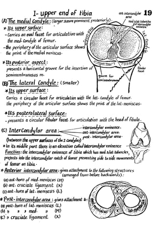Anatomy of the Lower Limb Sameh Doss (1).pdf