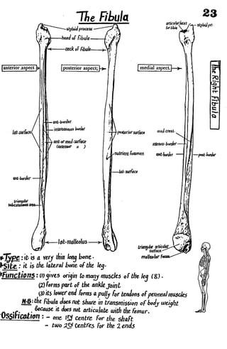 Anatomy of the Lower Limb Sameh Doss (1).pdf