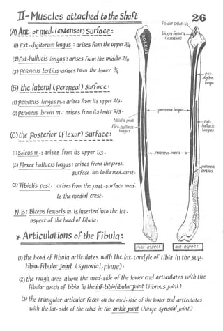 Anatomy of the Lower Limb Sameh Doss (1).pdf