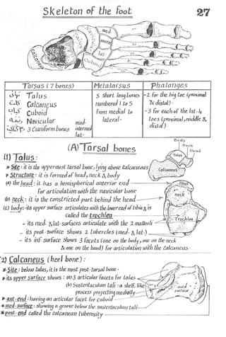 Anatomy of the Lower Limb Sameh Doss (1).pdf