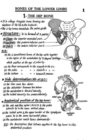 Anatomy of the Lower Limb Sameh Doss (1).pdf