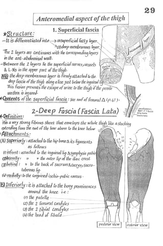 Anatomy of the Lower Limb Sameh Doss (1).pdf