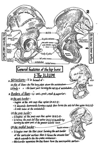 Anatomy of the Lower Limb Sameh Doss (1).pdf