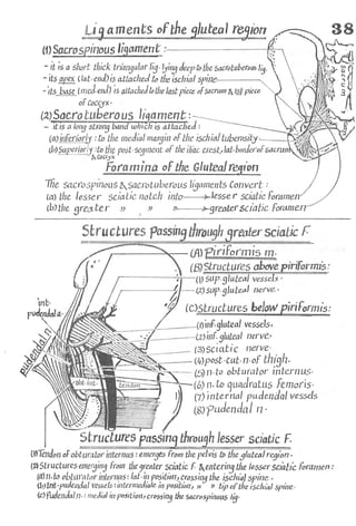 Anatomy of the Lower Limb Sameh Doss (1).pdf