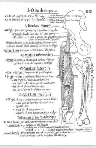 Anatomy of the Lower Limb Sameh Doss (1).pdf