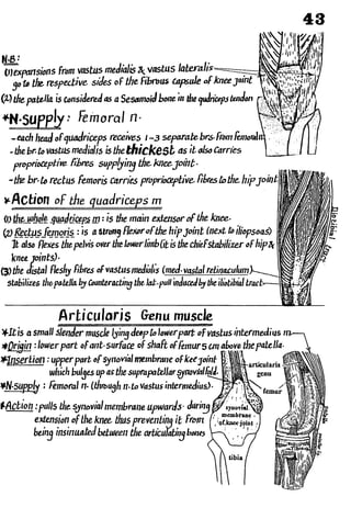 Anatomy of the Lower Limb Sameh Doss (1).pdf