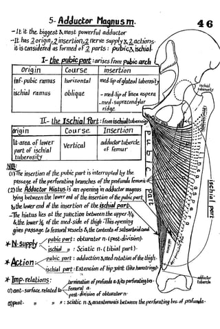 Anatomy of the Lower Limb Sameh Doss (1).pdf