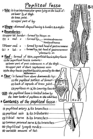 Anatomy of the Lower Limb Sameh Doss (1).pdf