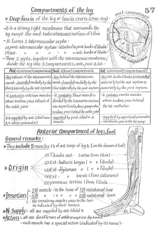 Anatomy of the Lower Limb Sameh Doss (1).pdf
