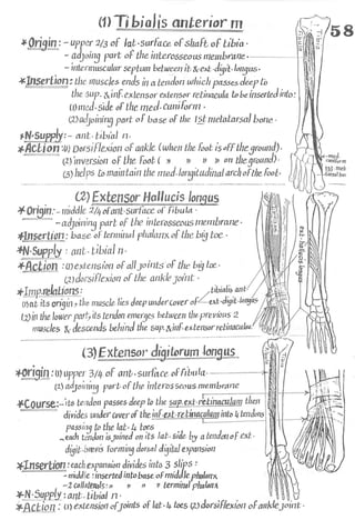 Anatomy of the Lower Limb Sameh Doss (1).pdf