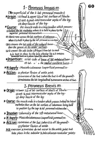 Anatomy of the Lower Limb Sameh Doss (1).pdf