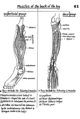 Anatomy of the Lower Limb Sameh Doss (1).pdf
