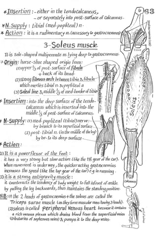 Anatomy of the Lower Limb Sameh Doss (1).pdf