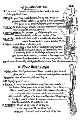 Anatomy of the Lower Limb Sameh Doss (1).pdf