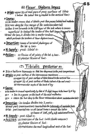 Anatomy of the Lower Limb Sameh Doss (1).pdf