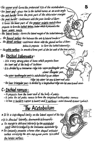 Anatomy of the Lower Limb Sameh Doss (1).pdf