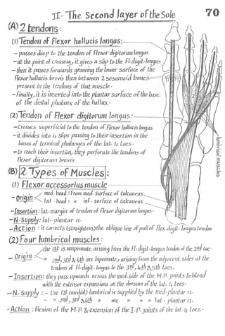 Anatomy of the Lower Limb Sameh Doss (1).pdf