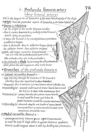 Anatomy of the Lower Limb Sameh Doss (1).pdf