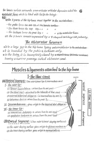 Anatomy of the Lower Limb Sameh Doss (1).pdf