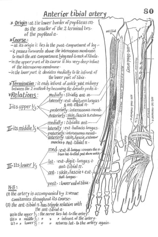 Anatomy of the Lower Limb Sameh Doss (1).pdf