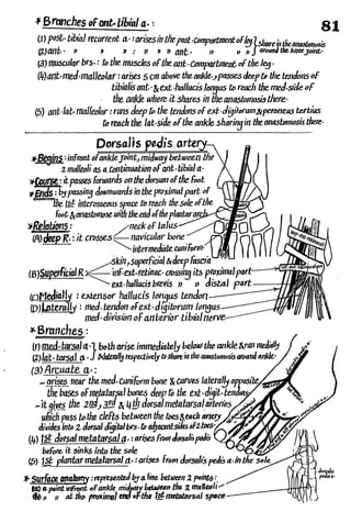 Anatomy of the Lower Limb Sameh Doss (1).pdf
